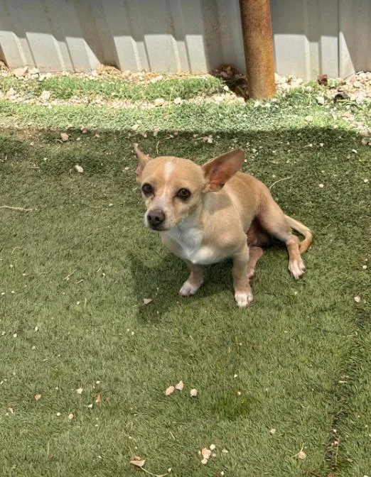 Tiny Tot In Tx thumbnail 3