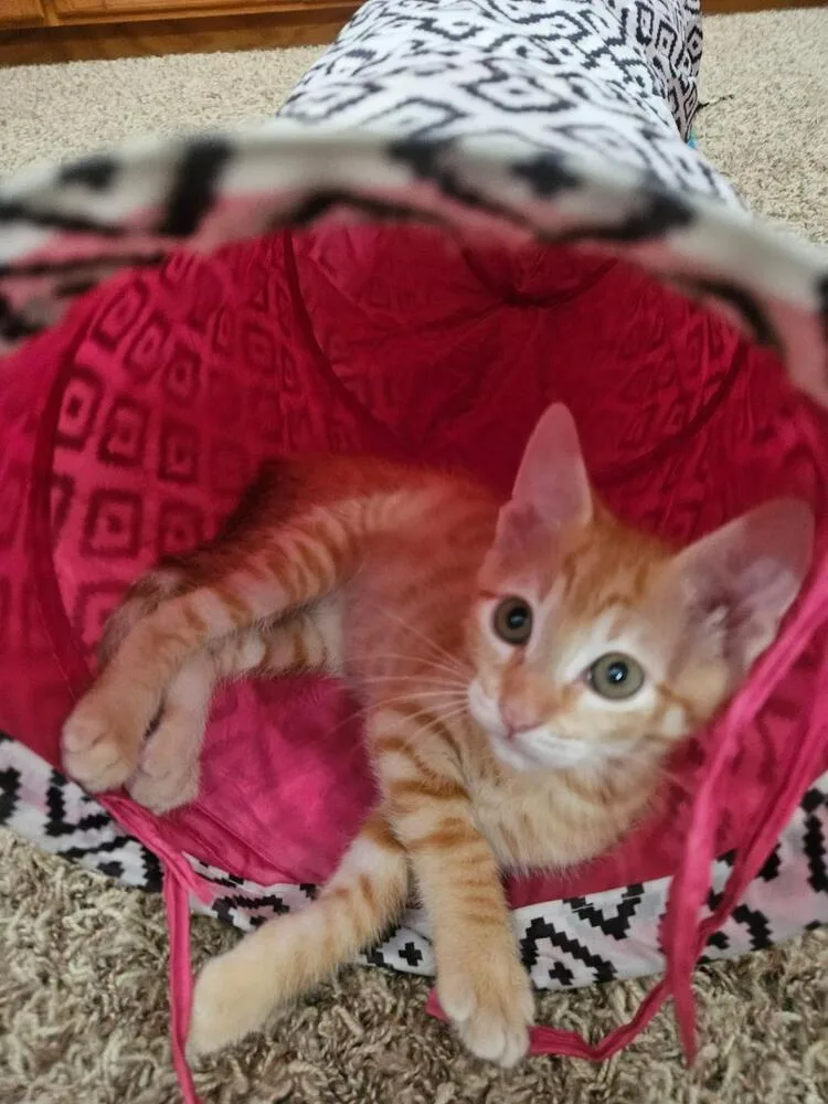 A baby medium-sized male Tabby (Orange / Red) Domestic Short Hair cat named Crush for adoption in Oceanside, CA
