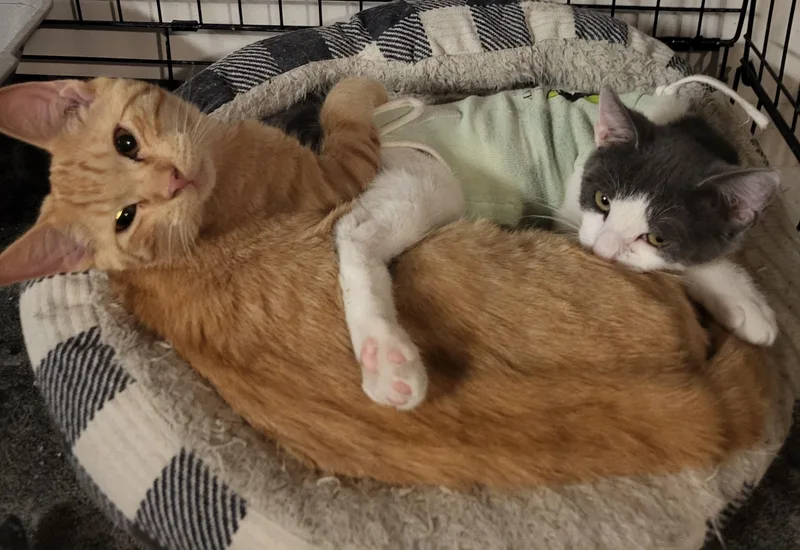 Booboo And Mango thumbnail 2