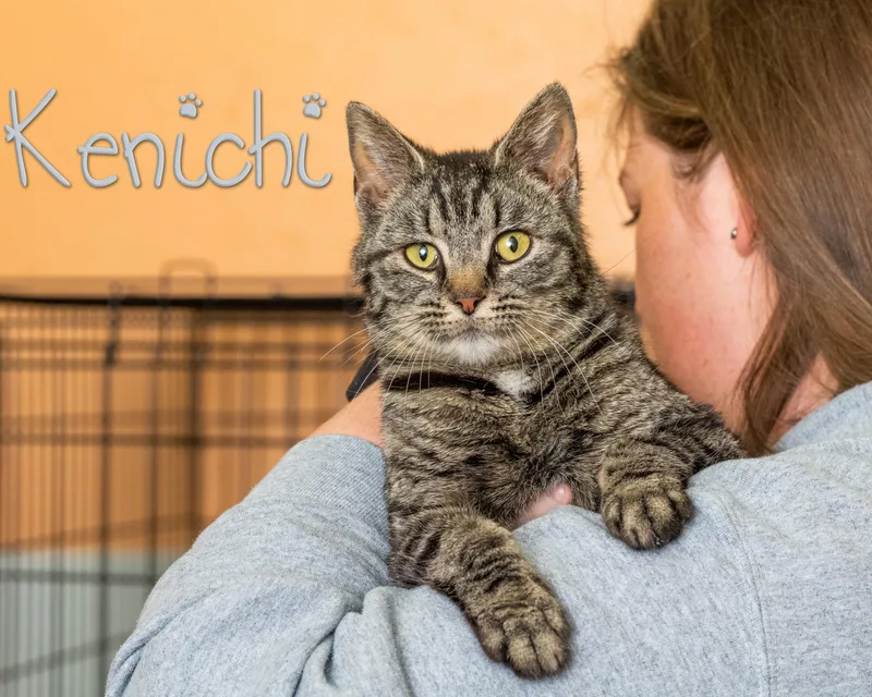 A young small-sized female Tabby (Brown / Chocolate) Domestic Short Hair cat named Kenichi for adoption in Somerset, PA