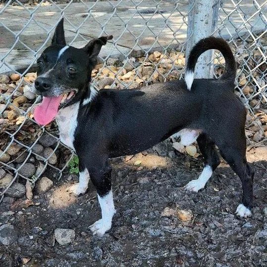 An adult small-sized male Chihuahua dog named Ferb GCH for adoption in Rockaway, NJ