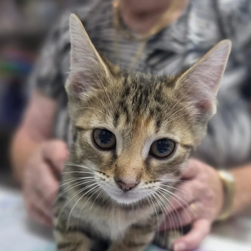 A baby small-sized female Brown / Chocolate Domestic Short Hair cat named Avalon for adoption in Huntsville, AL
