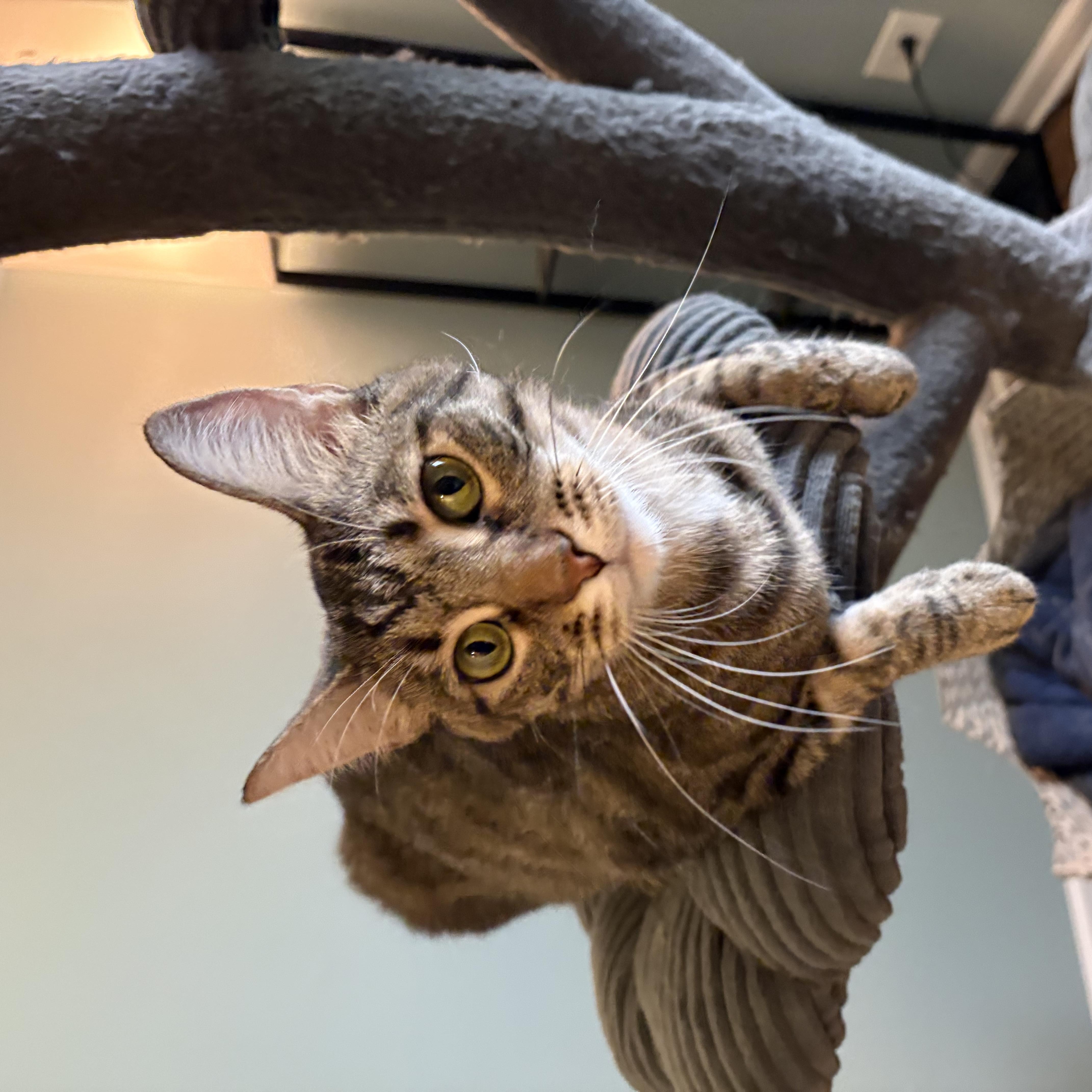 A young medium-sized female Tabby (Brown / Chocolate) Tabby cat named Georgia for adoption in Wadsworth, IL