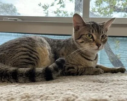 A young large-sized male Domestic Short Hair cat named Salt for adoption in Pompano Beach, FL