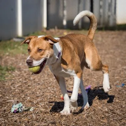 An adult large-sized male Mixed Breed dog named Brooklyn for adoption in Chamblee, GA