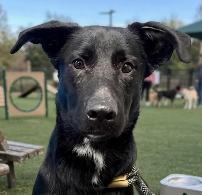 A young medium-sized male Labrador Retriever dog named Camino for adoption in Cumming, GA