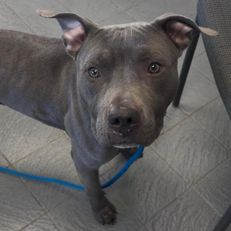 An adult medium-sized male Gray / Blue / Silver Pit Bull Terrier dog named Bodhi D for adoption in Princeton, MN