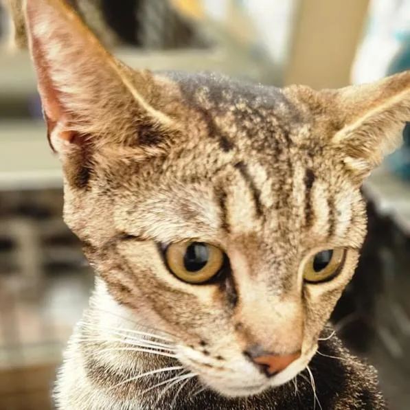 An adult small-sized female Gray / Blue / Silver Domestic Short Hair cat named Shasta for adoption in Long Beach, CA