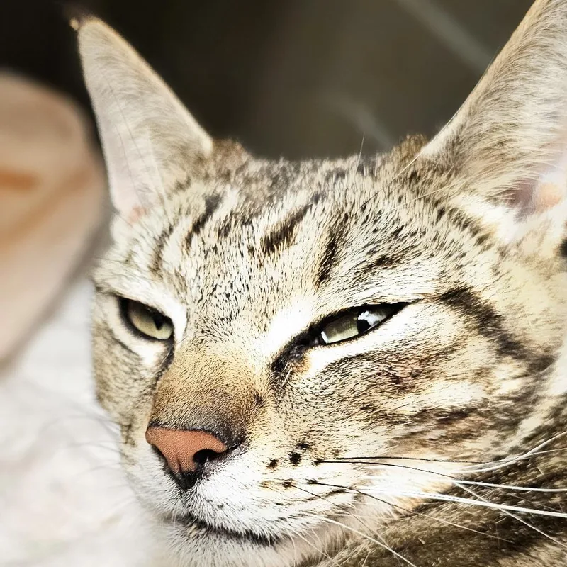 Shasta thumbnail 2