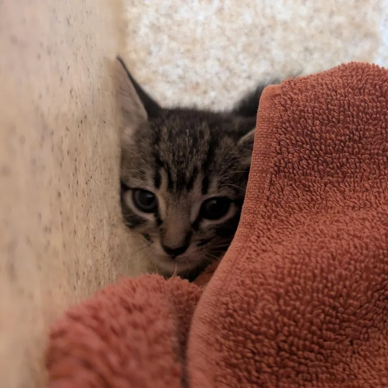 A baby small-sized female Gray / Blue / Silver Domestic Short Hair cat named Peanut for adoption in Pasadena, CA