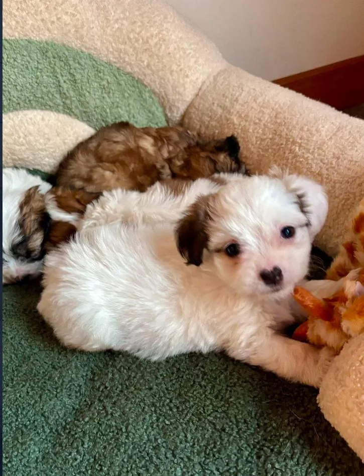 A baby small-sized male Miniature Poodle dog named Franklin for adoption in Los Angeles, CA