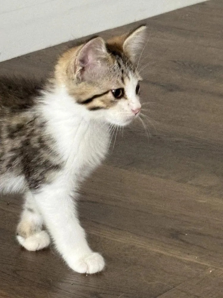 A young medium-sized male Domestic Short Hair cat named Munroe for adoption in O'Fallon, MO