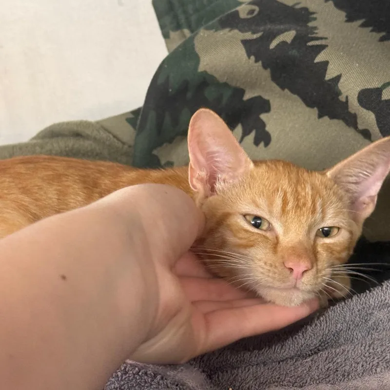 A baby small-sized male Orange / Red Domestic Short Hair cat named Mischief for adoption in Lauderhill, FL