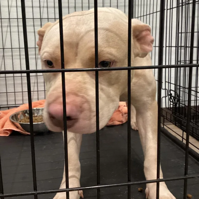 An adult medium-sized male Pit Bull Terrier dog named Chop for adoption in Abilene, TX