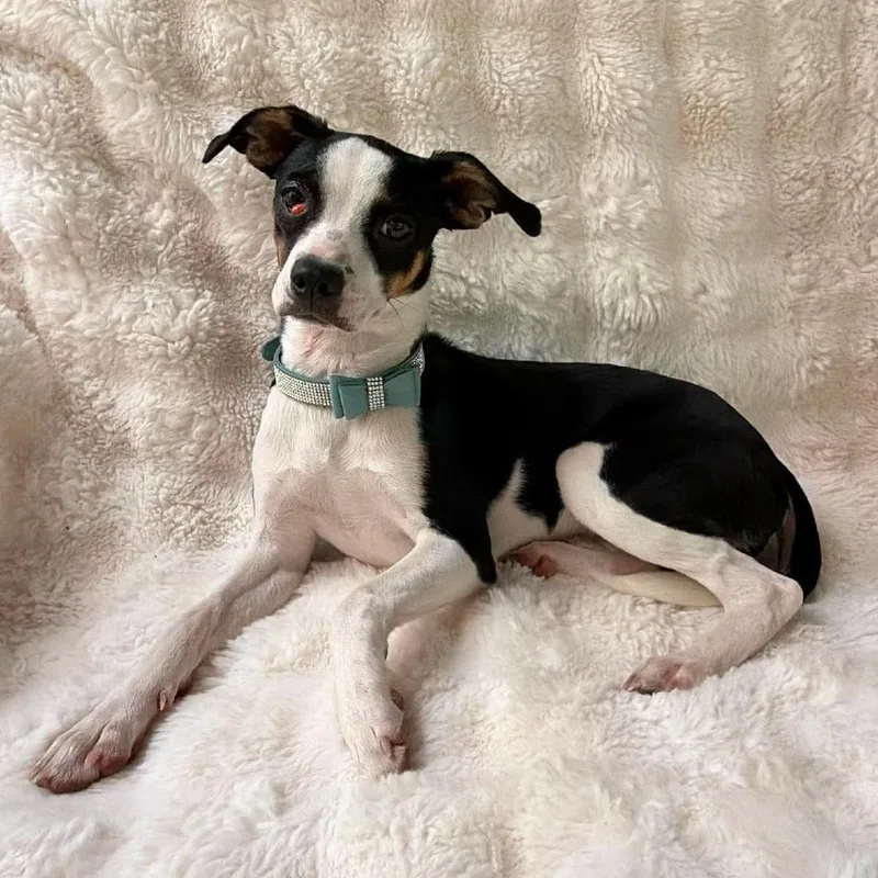 A young small-sized female Black Jack Russell Terrier dog named Dollie Arriving  D for adoption in Princeton, MN