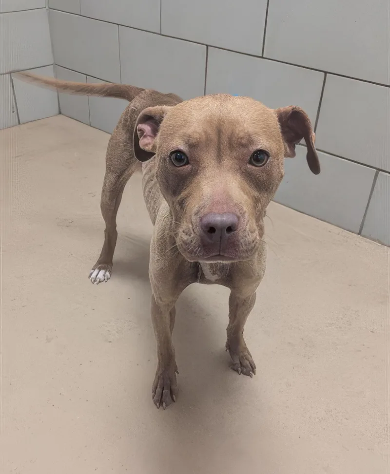 An adult medium-sized female Brown / Chocolate Mixed Breed dog named Poblano for adoption in Nashville, TN