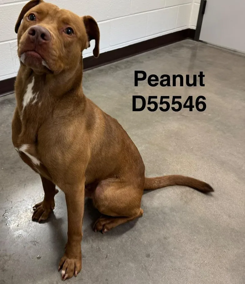 Peanut