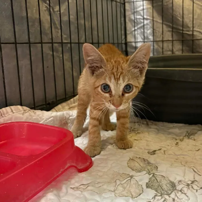 A baby small-sized male Orange / Red Domestic Short Hair cat named French for adoption in Stephenville, TX