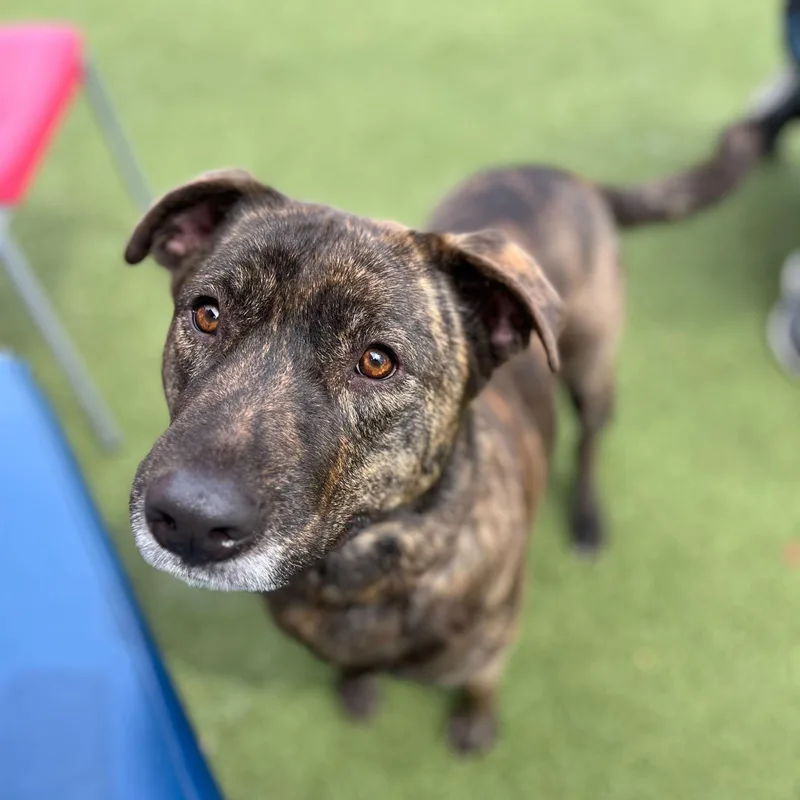 An adult medium-sized female Mixed Breed dog named Daletta for adoption in New Bedford, MA