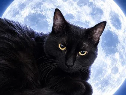 A baby small-sized male Domestic Short Hair cat named Nocturne for adoption in Cumming, GA