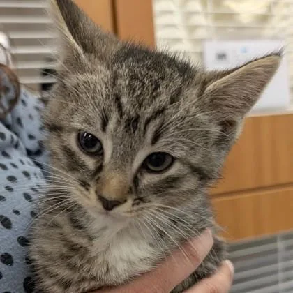 A baby small-sized male Domestic Medium Hair cat named Bobby for adoption in Voorhees, NJ