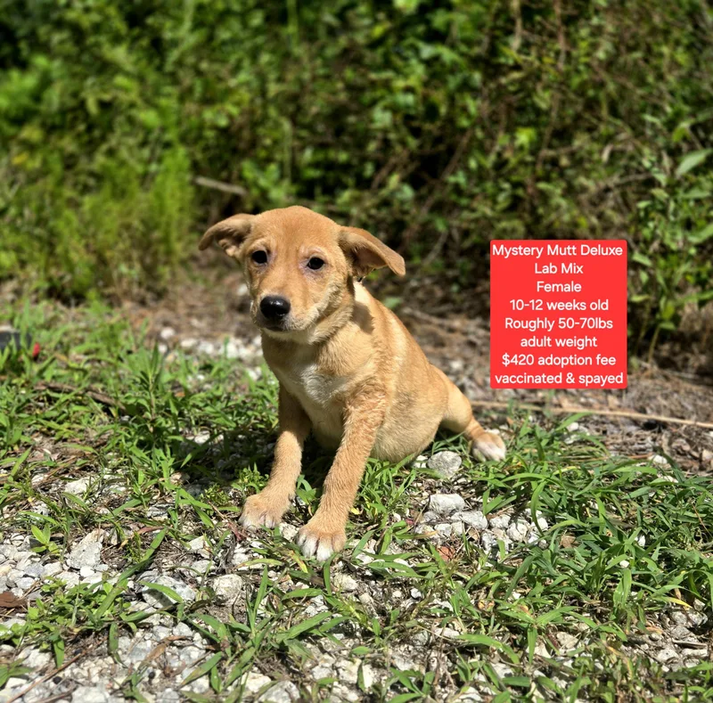 A baby large-sized female Labrador Retriever dog named Mystery Mutt Deluxe for adoption in Oviedo, FL