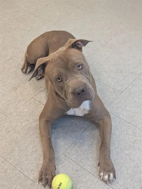 A young medium-sized female Mixed Breed dog named Zarya for adoption in Palmetto, FL