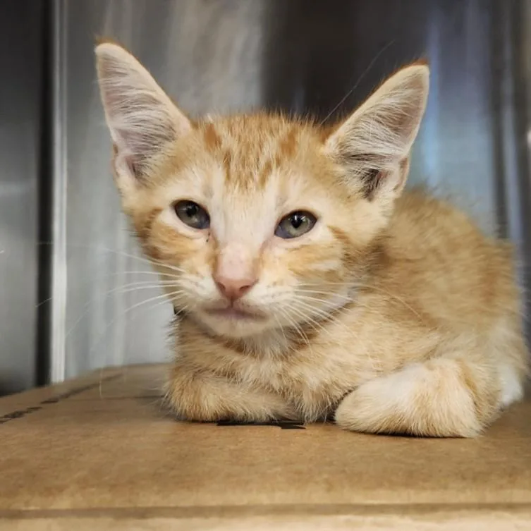 A baby small-sized female Domestic Short Hair cat named Hazel for adoption in Houston, TX