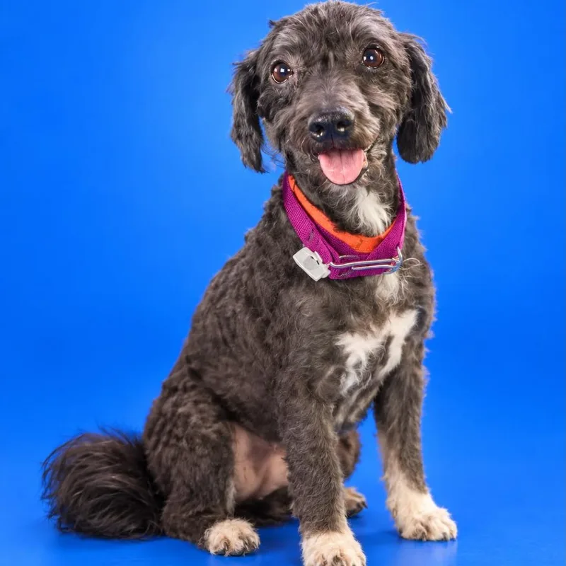 An adult small-sized female Poodle dog named Amy for adoption in San Diego, CA