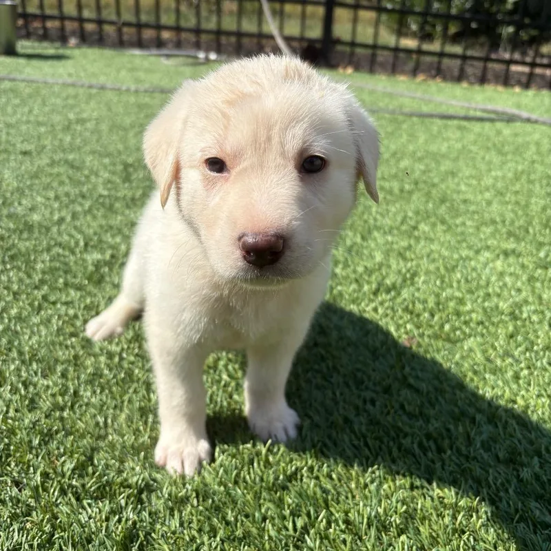 A baby medium-sized female Golden Retriever dog named Remi for adoption in Cordova, TN