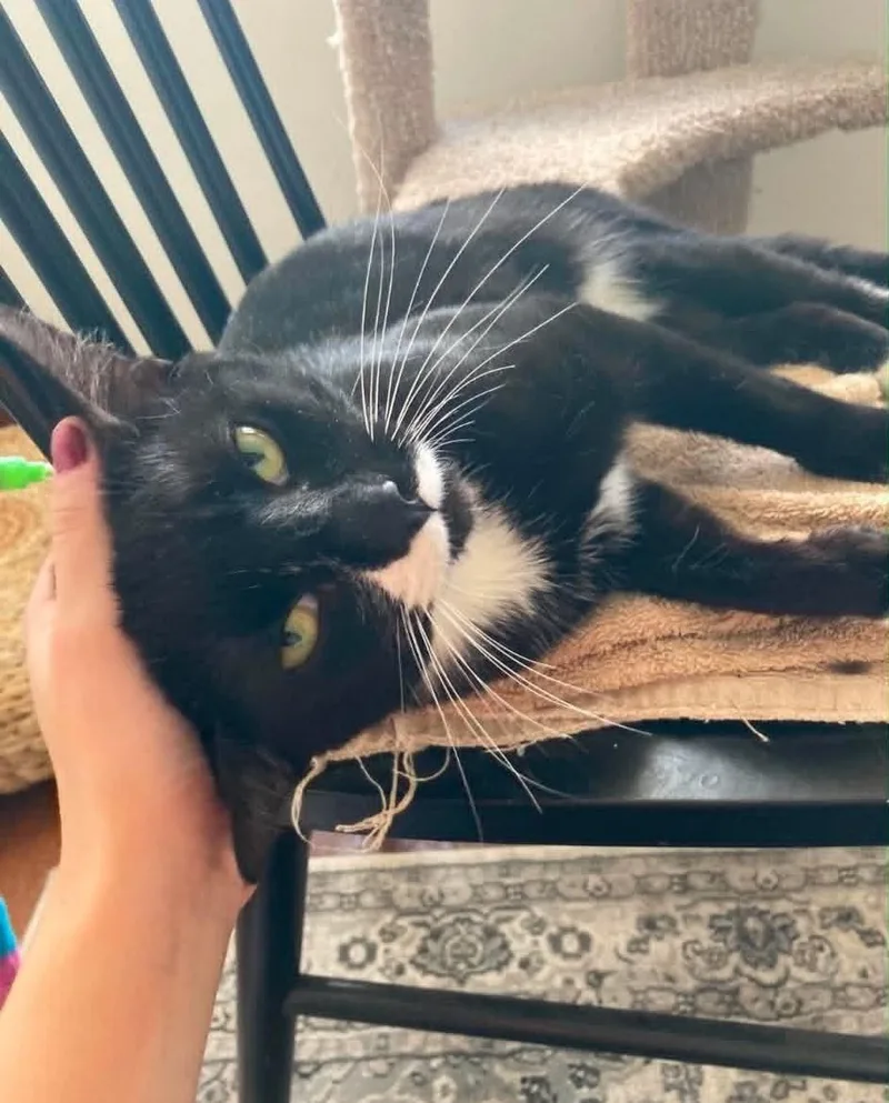 A young medium-sized male Black & White / Tuxedo Domestic Short Hair cat named Kevin for adoption in Roslindale, MA