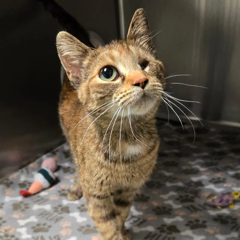 An adult medium-sized female Brown / Chocolate Domestic Short Hair cat named Queenie for adoption in Waukesha, WI