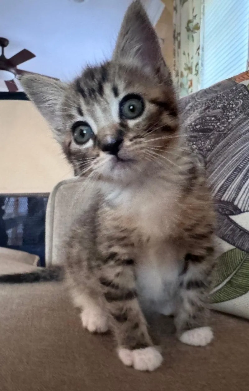 A baby medium-sized female Tabby cat named Cookie for adoption in Campbell, CA