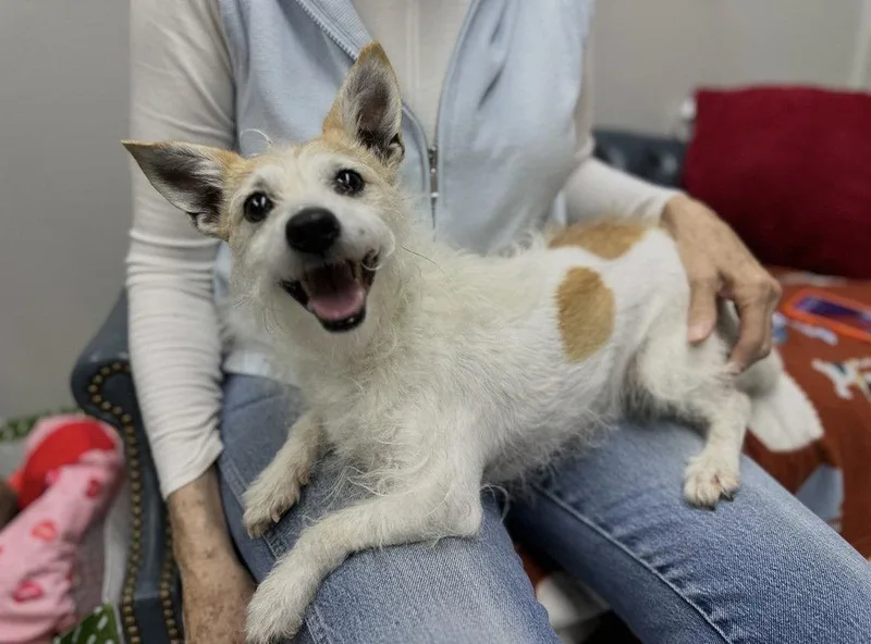 An adult small-sized male Jack Russell Terrier dog named Monty for adoption in Columbia, TN