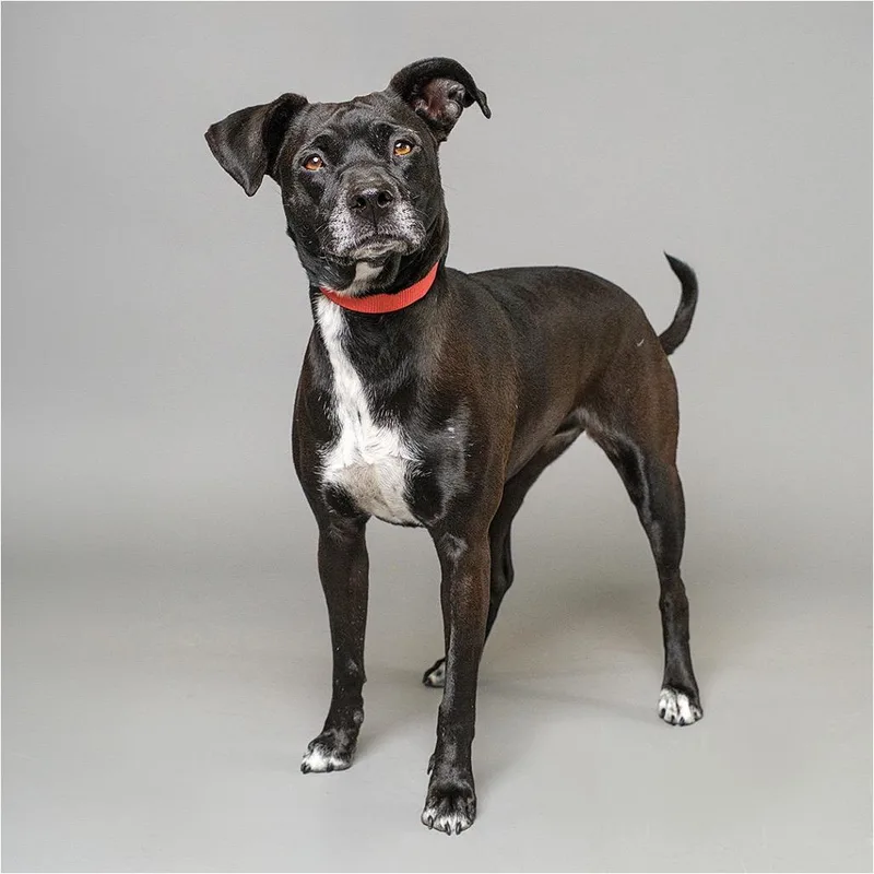 An adult medium-sized female Black Labrador Retriever dog named Neva for adoption in Palm Springs, CA