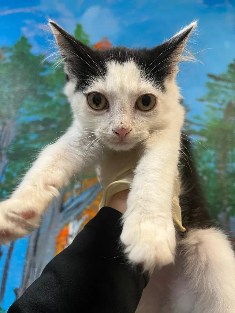 A baby medium-sized male Domestic Short Hair cat named Tomato for adoption in New Braunfels, TX