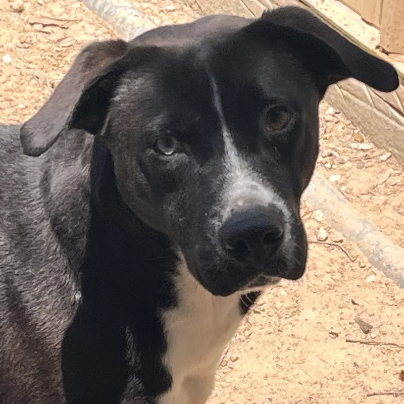 Klondike thumbnail 4