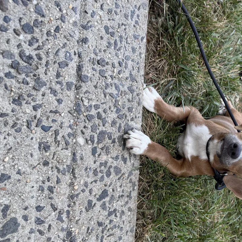 Presley thumbnail 4