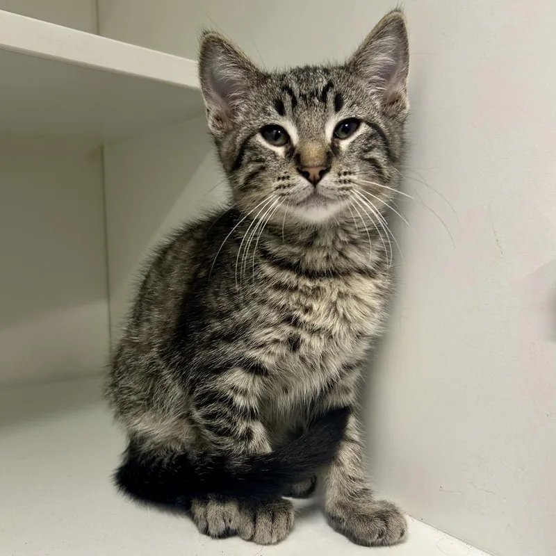 A baby small-sized male Gray / Blue / Silver Domestic Short Hair cat named Tony for adoption in St Joseph, MO