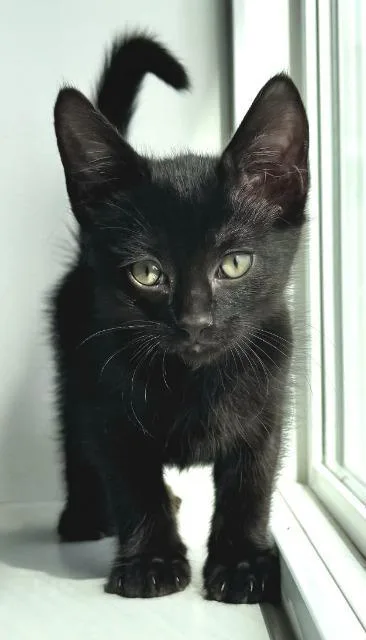 Percy thumbnail 2