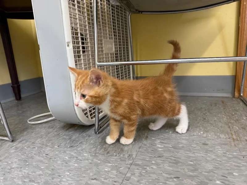 A baby small-sized male Domestic Medium Hair cat named Simba for adoption in Syracuse, IN