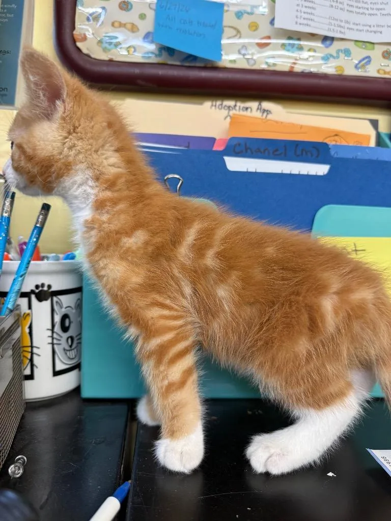 Simba thumbnail 2
