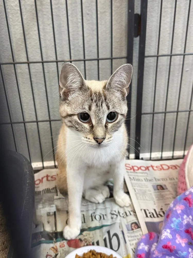 A baby small-sized female White Siamese cat named Ginger for adoption in Bronx, NY