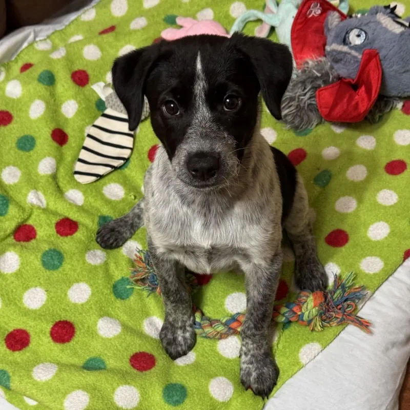 Story Pup: Honey