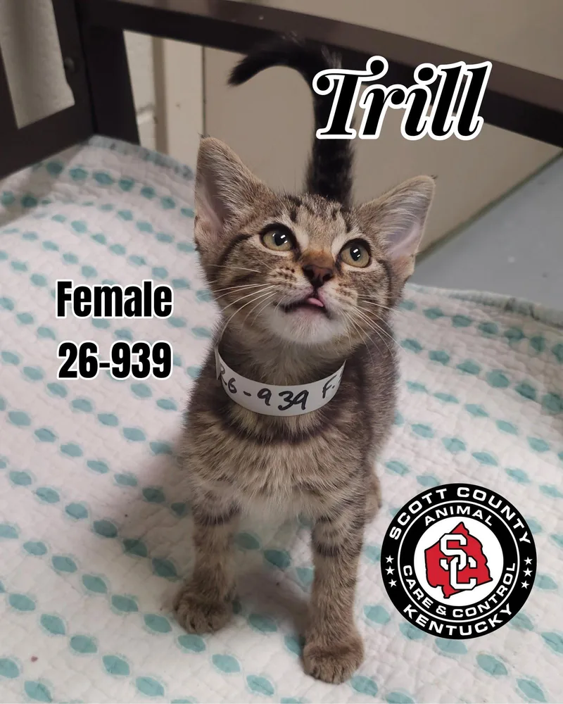 A baby small-sized female Domestic Short Hair cat named Trill for adoption in Georgetown, KY