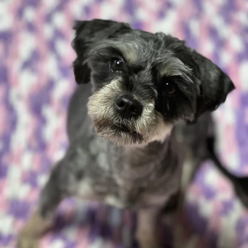 An adult small-sized female Black Mixed Breed dog named Winn Dixie for adoption in Newark, NJ