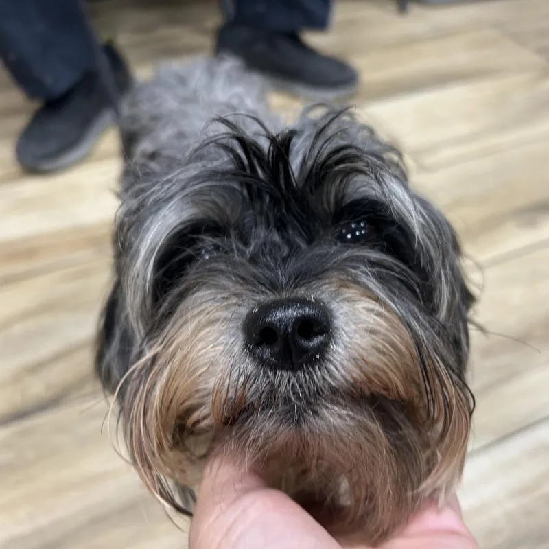 Winn Dixie thumbnail 2