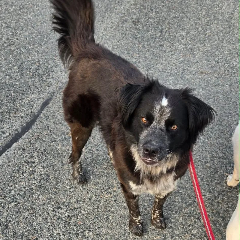 An adult medium-sized male Pointer dog named Huck for adoption in Tacoma, WA