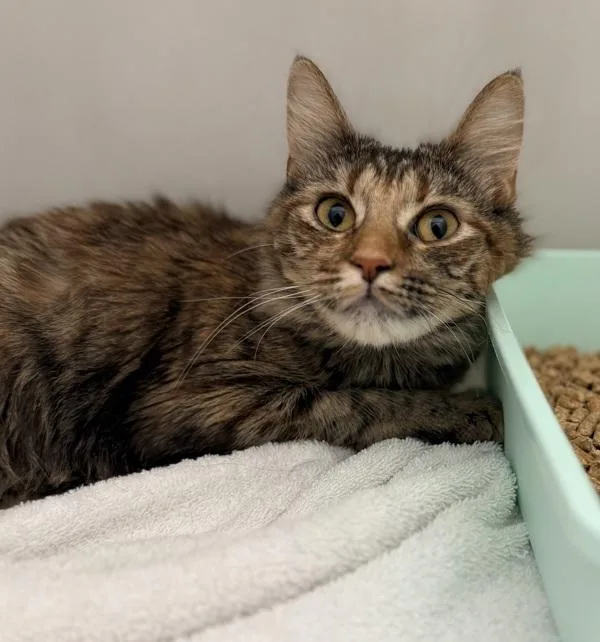 A young medium-sized female Domestic Long Hair cat named Lukia for adoption in Canton, GA