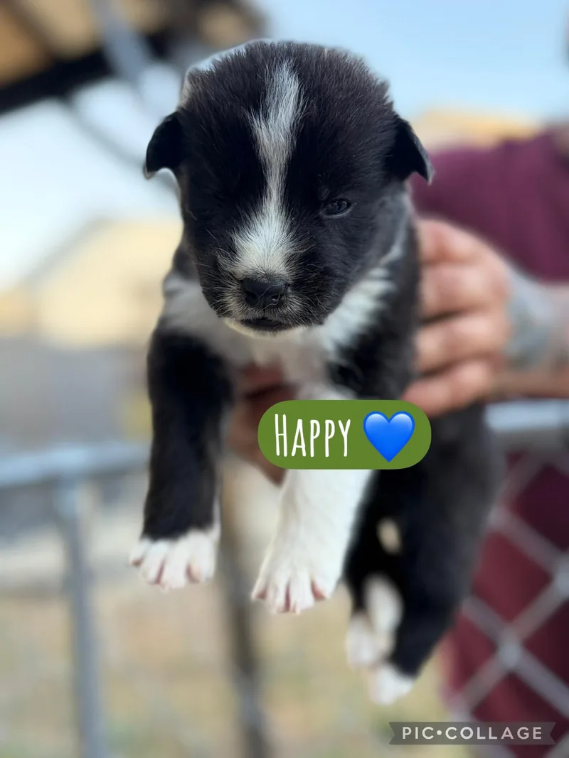A baby medium-sized male Akita dog named Happy for adoption in Lodi, CA